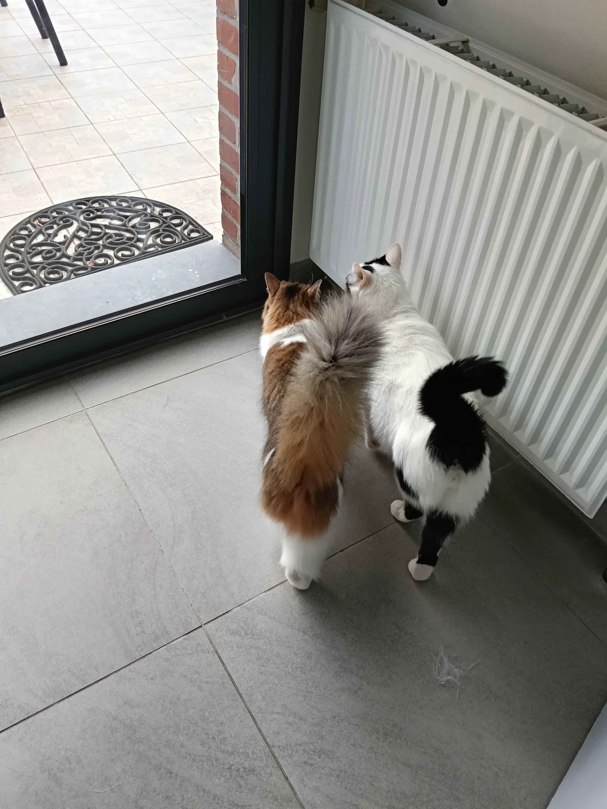 Deux chats complices attendant devant la porte lors d'une visite à domicile
