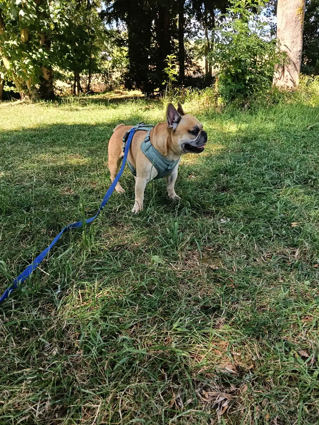 Bouledogue français en laisse pendant une promenade dans l'herbe