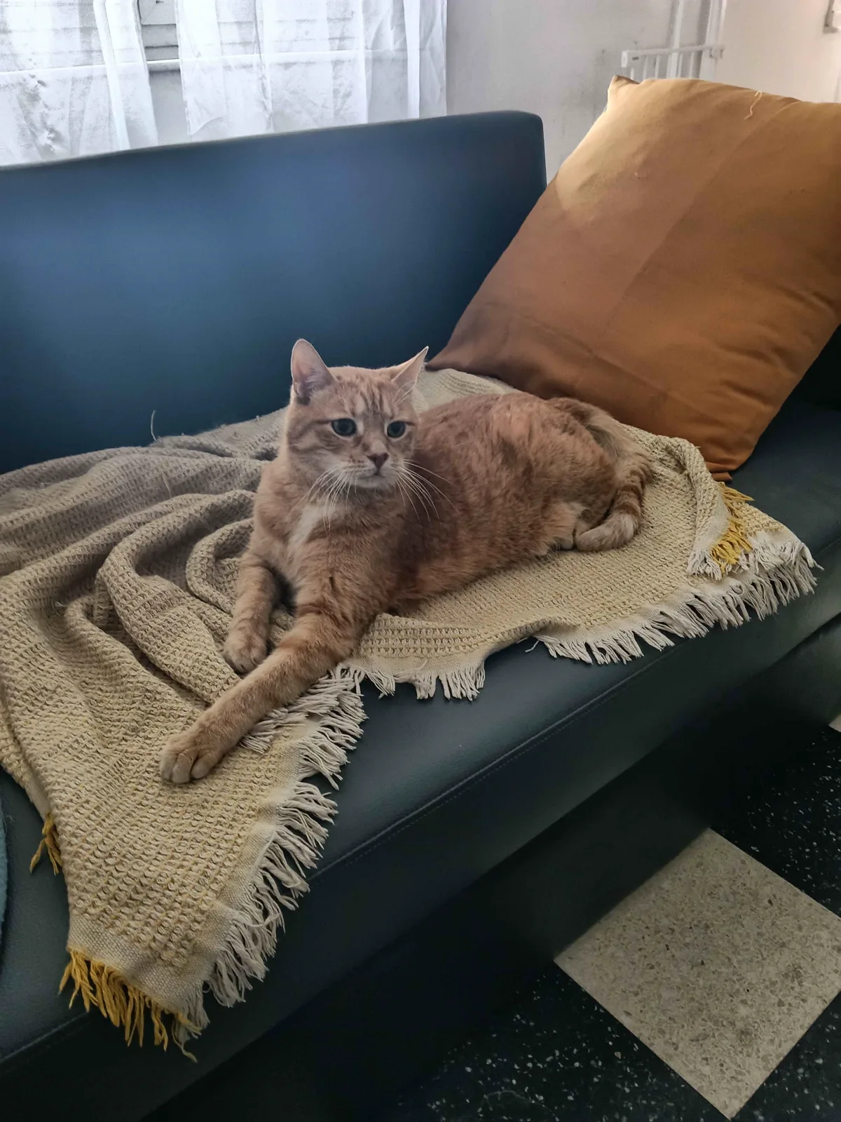 Chat roux détendu sur un plaid pendant une garde à domicile