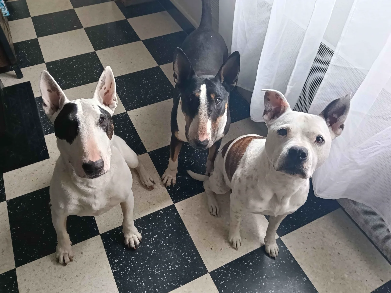 Trois bull terriers attentifs pendant une garde à domicile