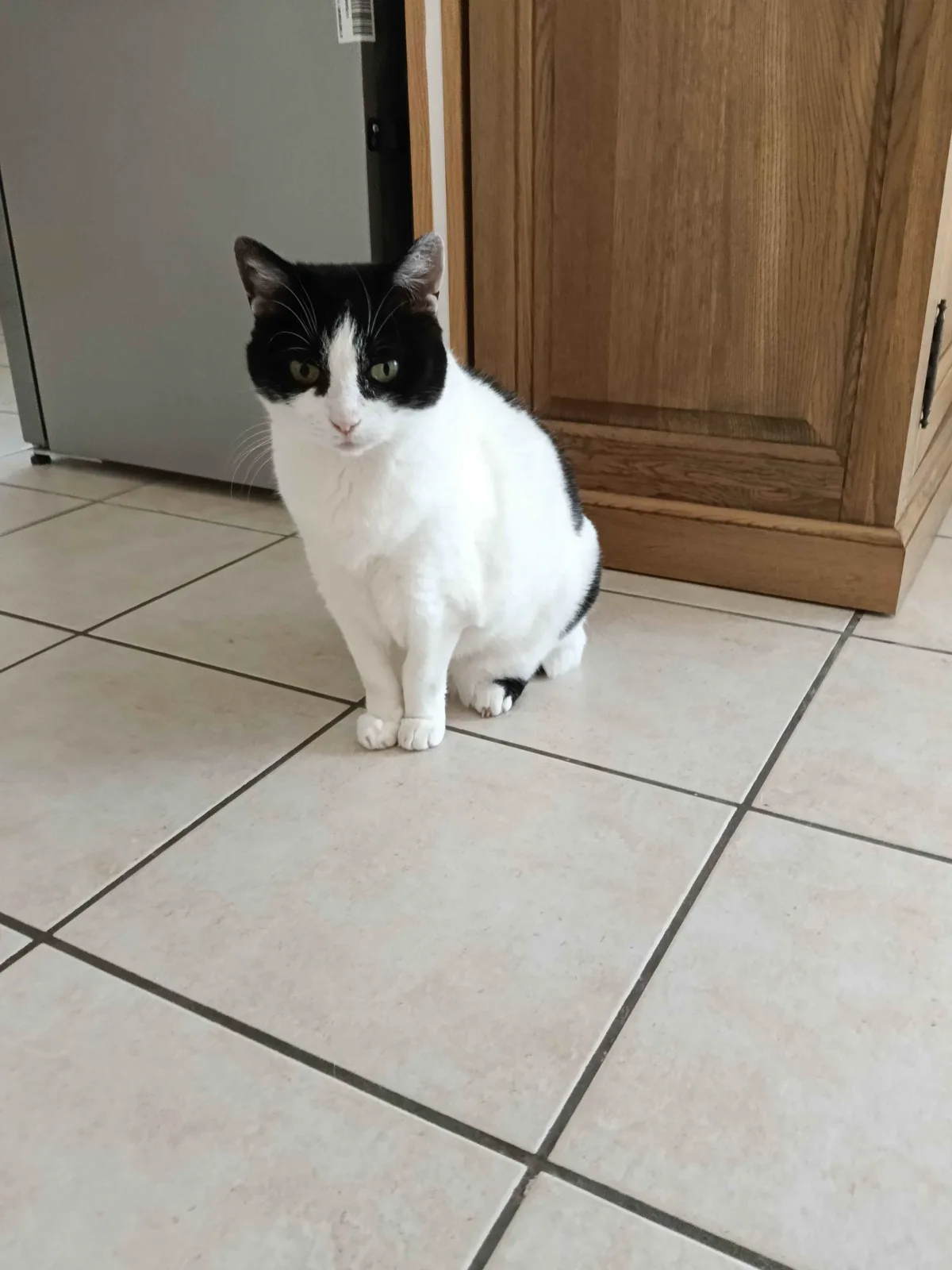 Chat noir et blanc assis sagement dans une cuisine