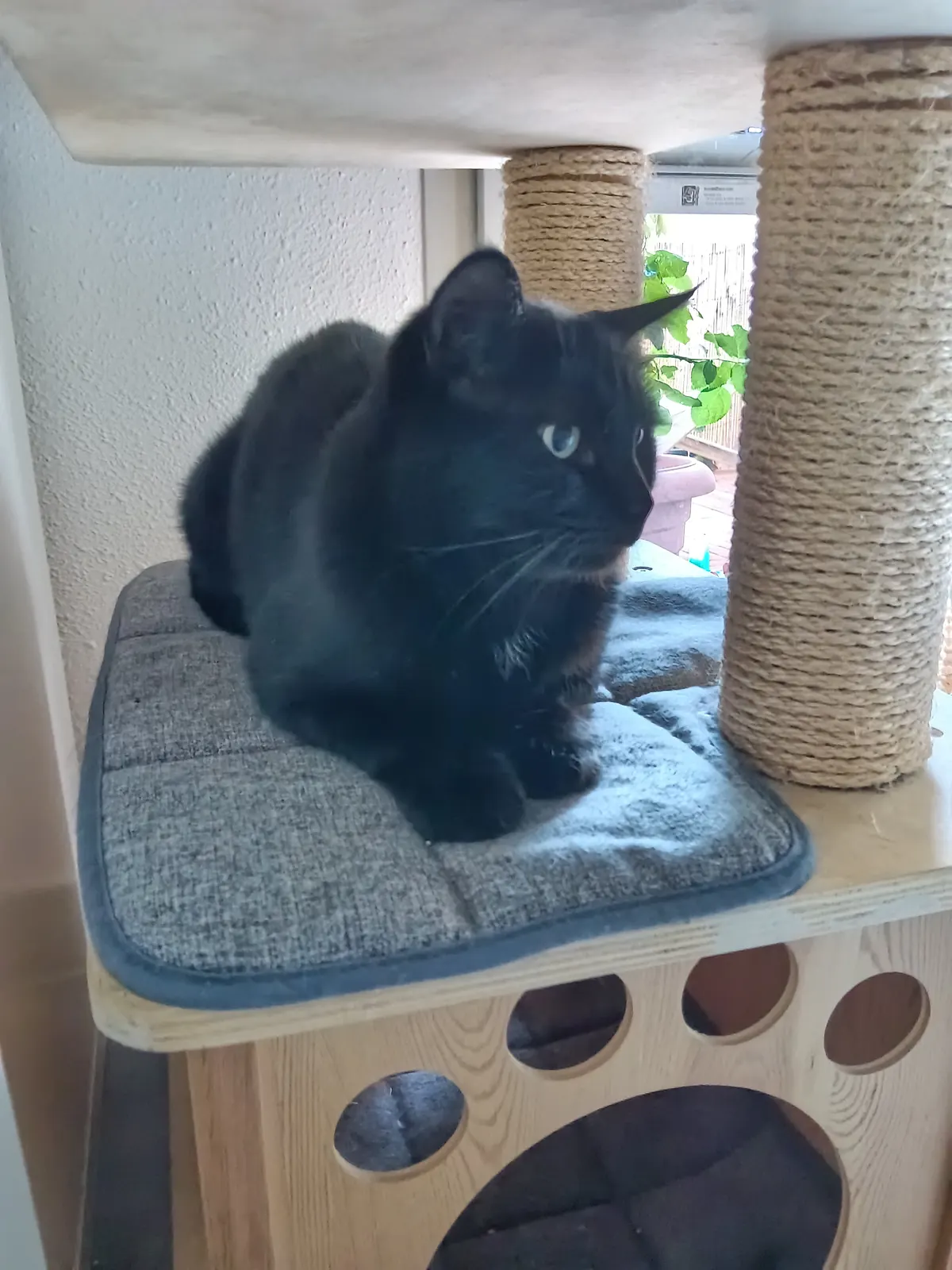 Chat noir installé sur son arbre à chat pendant une visite à domicile