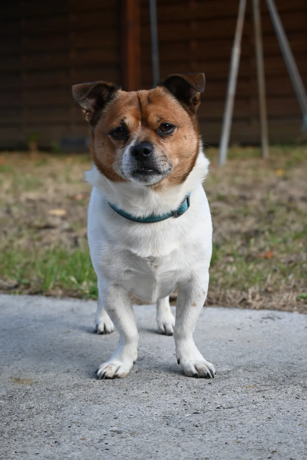 Petit chien blanc et roux au collier turquoise, prêt pour sa promenade